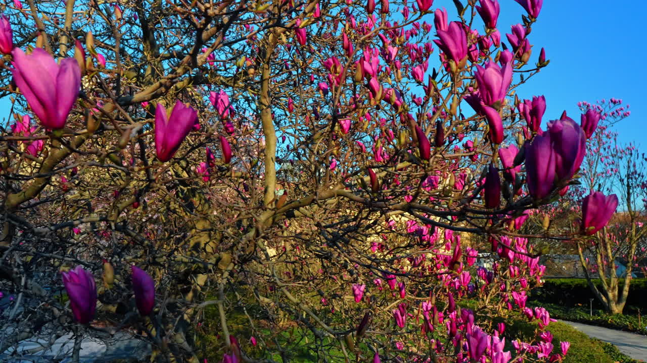 Boccioli di magnolia rosa e serra in vetro al tramonto. Primo piano di boccioli di fiori di magnolia rosa con la serra Enid A. Haupt sullo sfondo, presso il Giardino Botanico di New York.