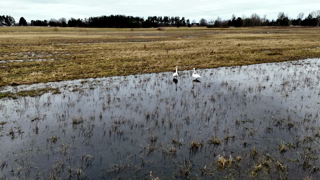 Pair Of White Geese In Watery Lowland