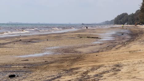 oil spill - crude oil leaked from an underwater pipeline washed ashore in mae ram phueng beach in rayong, thailand