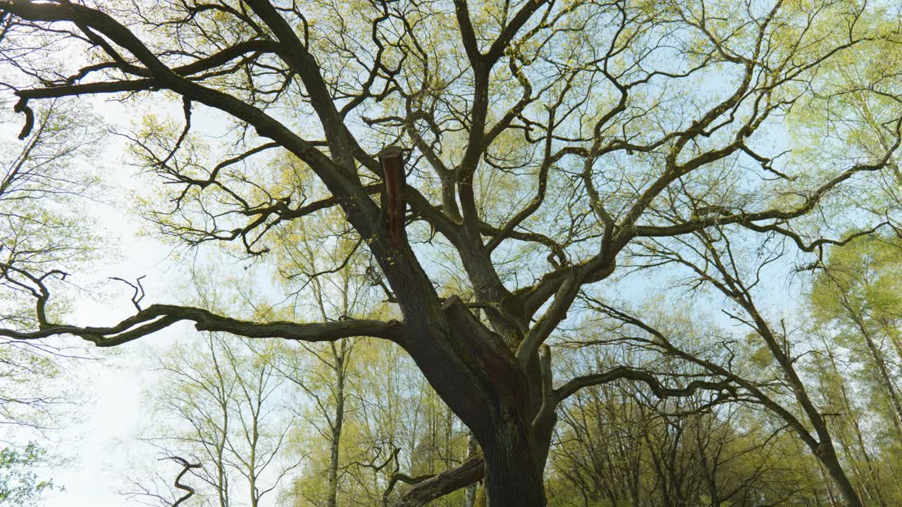 낮은 각도의 시야는 자연의 아름다움을 드러 ⁇ 니다. 무한한 하늘을 향해  ⁇ 는 울창한 잎으로 가득 찬 나무 가지와 함께