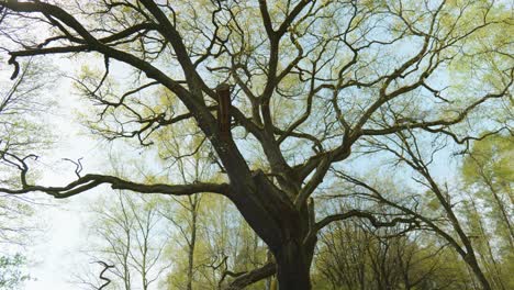 una vista de bajo ángulo revela la belleza de la naturaleza, con una rama de árbol llena de hojas exuberantes que alcanzan hacia un cielo sin fin