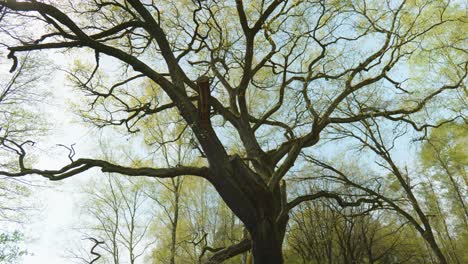 a low angle view reveals the beauty of nature, with a tree branch full of lush leaves reaching towards an endless sky