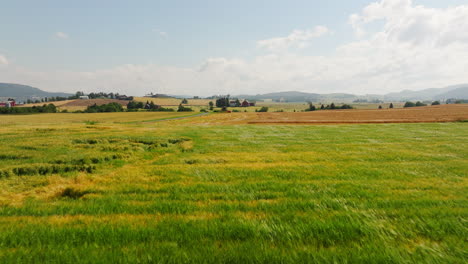 una carretilla aérea diurna sobre un campo de trigo verde exuberante que se balancea en la brisa