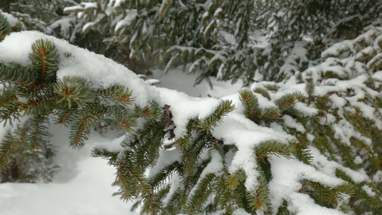 un tiro de ramas de abeto verde cubiertas de nieve fresca