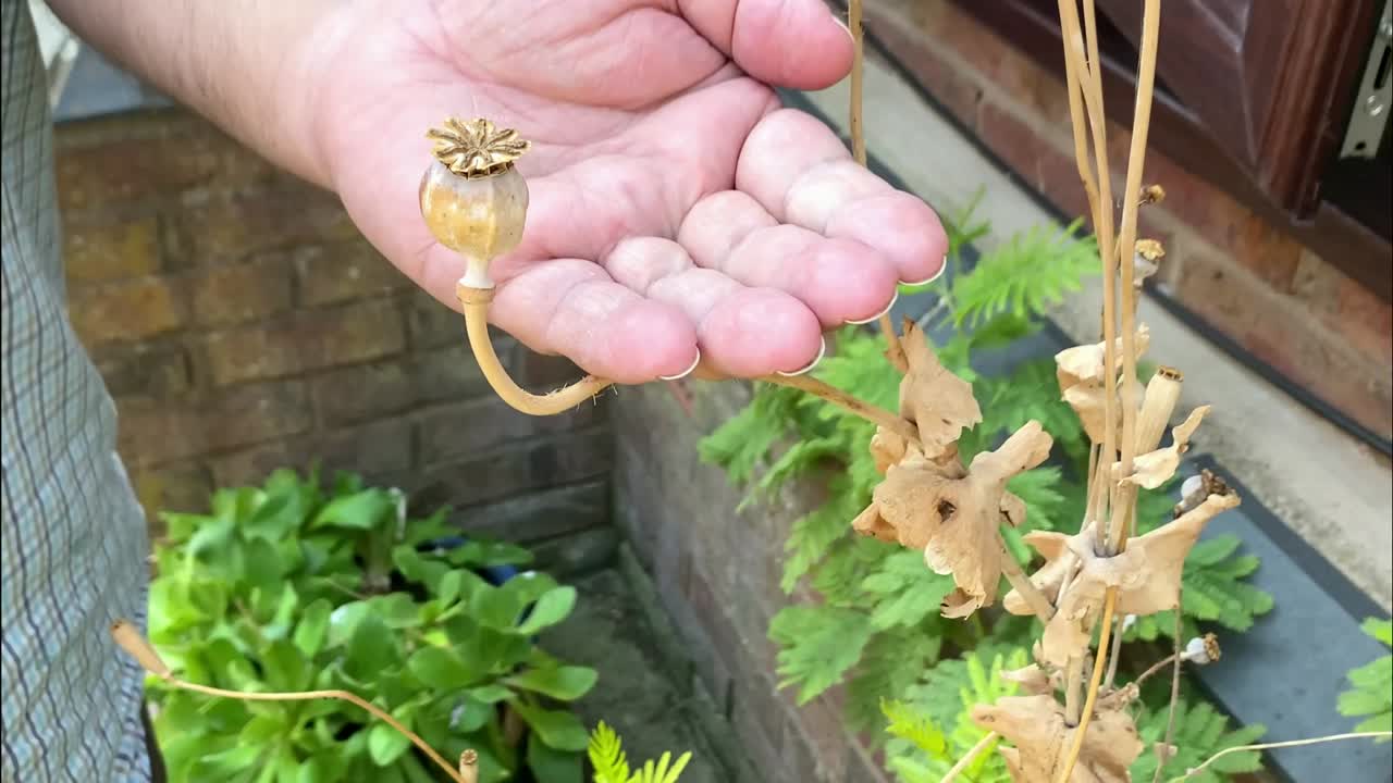 양귀비 머리에서 남성 손으로 씨앗을 기울이기