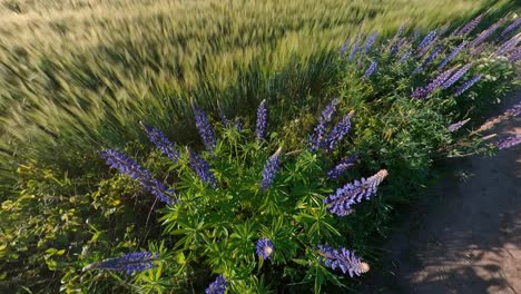 tall violet lupine bluebonnet flowers next to agriculture field illuminated by sunrise