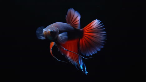 vibrant betta fish swimming against a dark background
