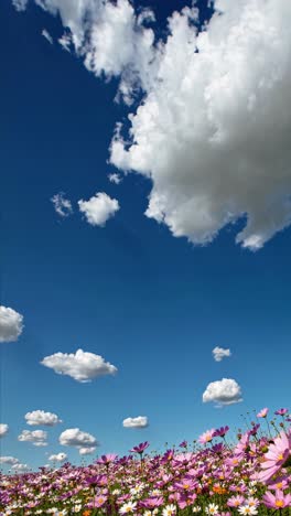 Low-angle video shot of a vibrant flower field under a vast blue sky with fluffy clouds