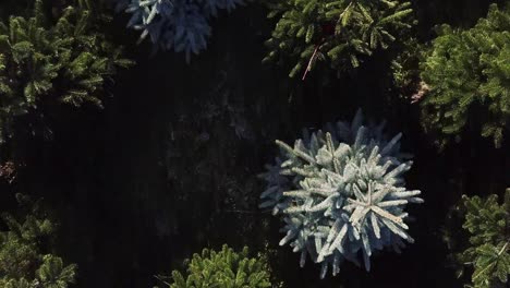 Niedrige-Luftaufnahme,-Langsame-Vorwärtsbewegung-über-Weihnachtsbäume