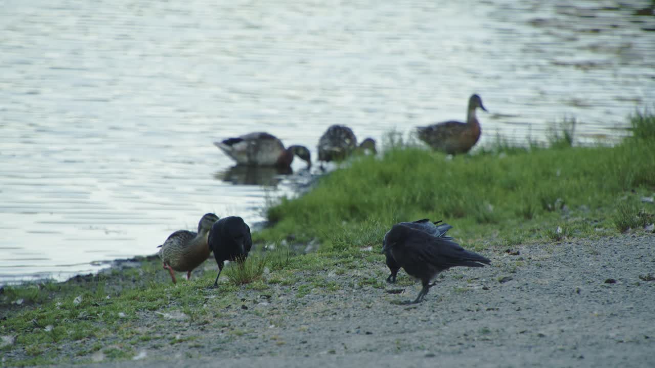 연못 옆에서 먹는 까마귀와 오리 4k, 60fps