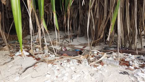 hojas de plantas puntiagudas que cuelgan sobre la arena de la playa y el plástico y los desechos arrastrados desde la playa durante las temporadas de tifones y mareas altas