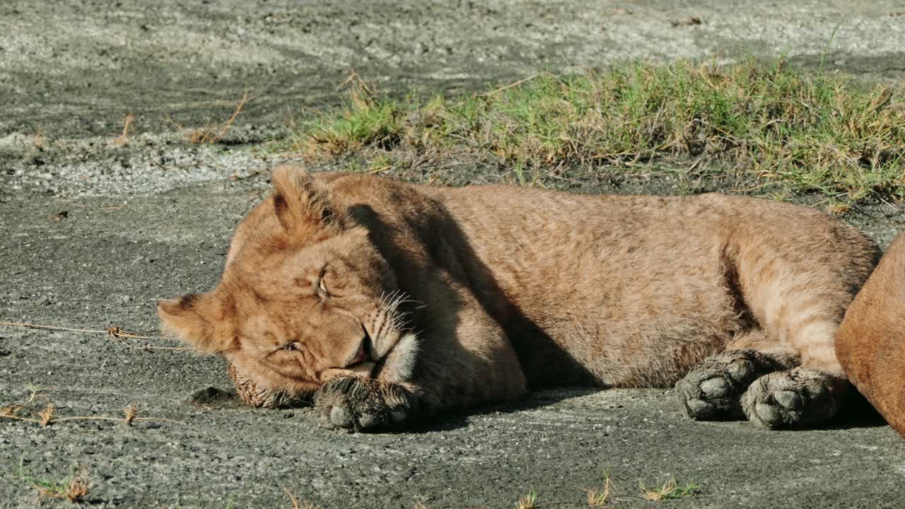leeuwenwelp rust in de serengeti.