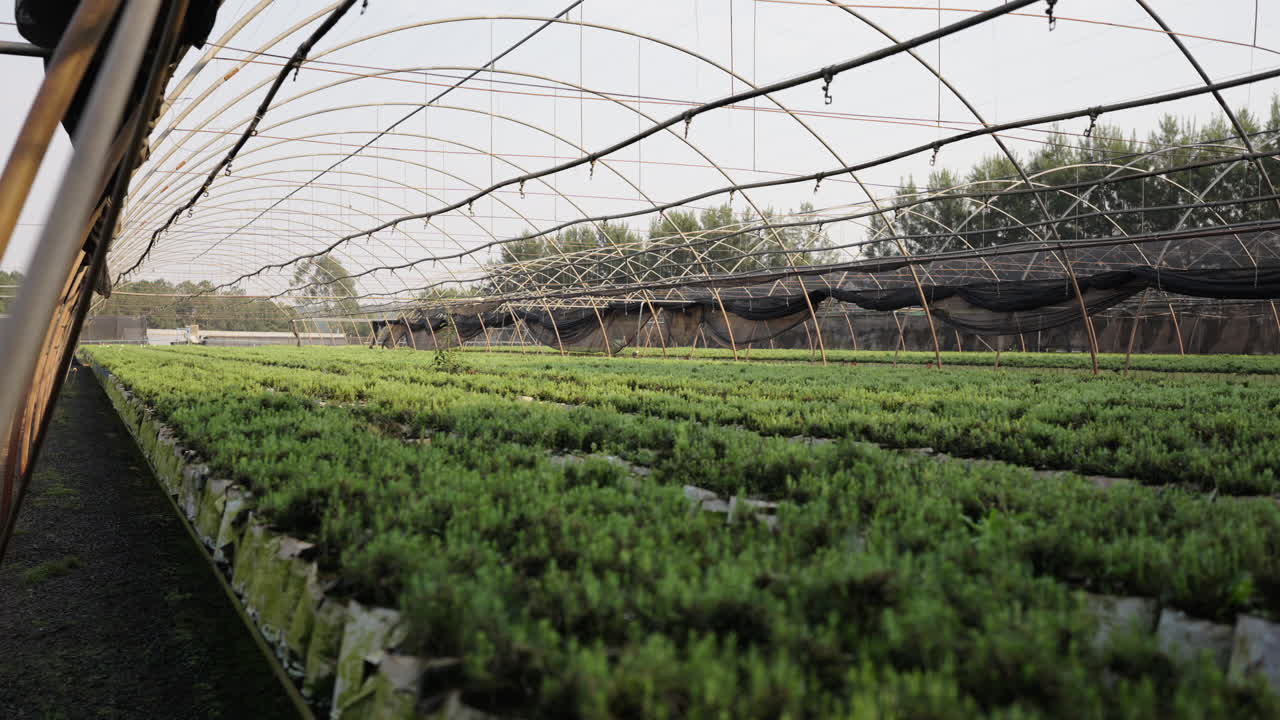 Rows of nursery plantations neatly arranged under a greenhouse structure filled with natural light.
