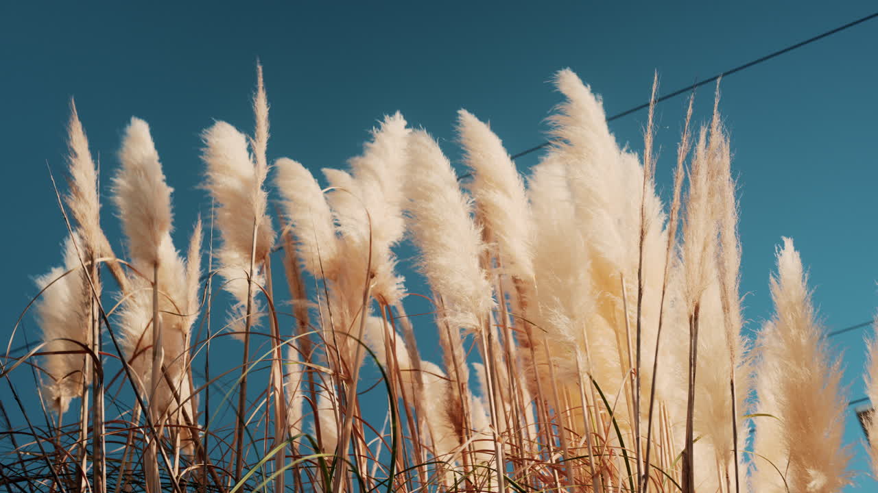 Tall beige pampas grass swaying under clear blue sky