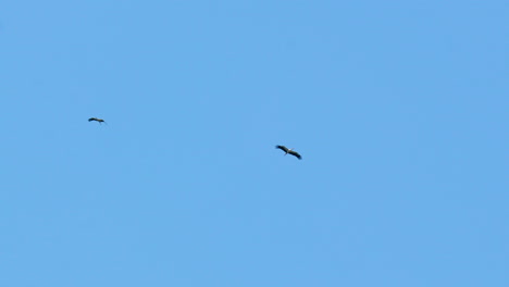 Dos-Cigüeñas-Volando-Alto-En-Un-Cielo-Azul-Claro,-Capturando-La-Libertad-Y-La-Gracia-De-Estas-Majestuosas-Aves-En-Vuelo.