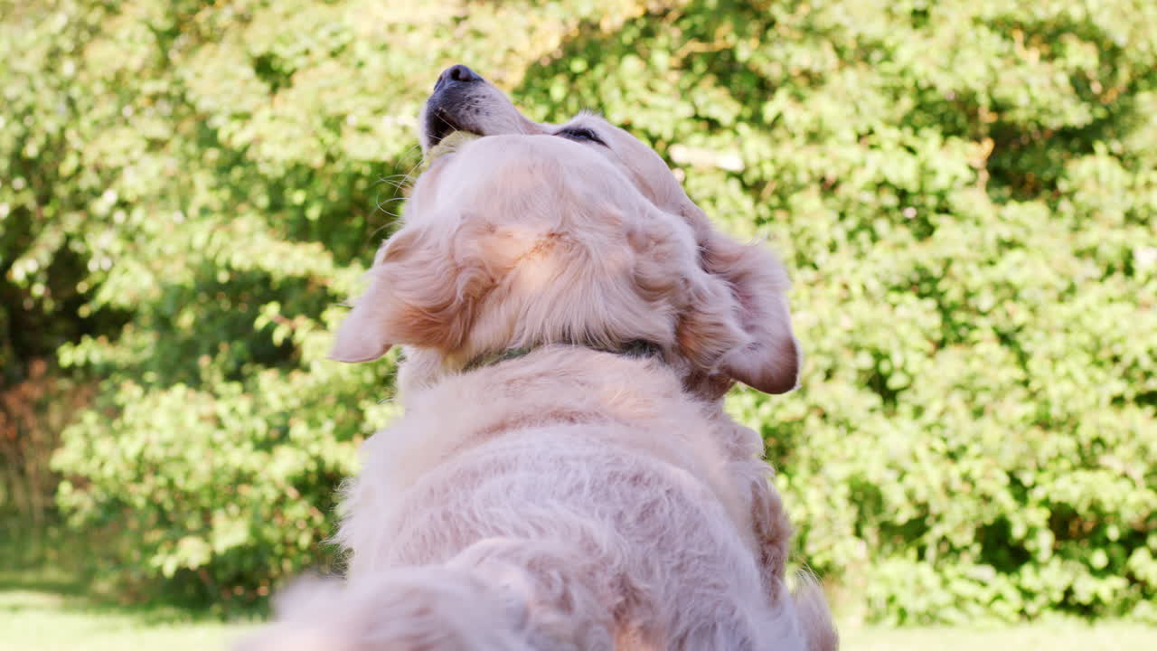 두 마리의 라브라도르 개가 정원에서 테니스 공을 치고 있다.