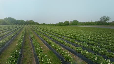 flying low over wide green field of strawberry saplings planted side by side