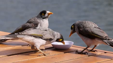 two birds interacting near a water bowl