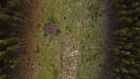 Madera-Muerta-En-Un-Bosque-De-Pinos-Deforestado