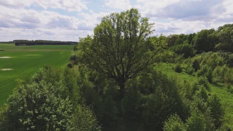 Begrünung-Von-Buschflächen-Neben-Begrünten-Feldern