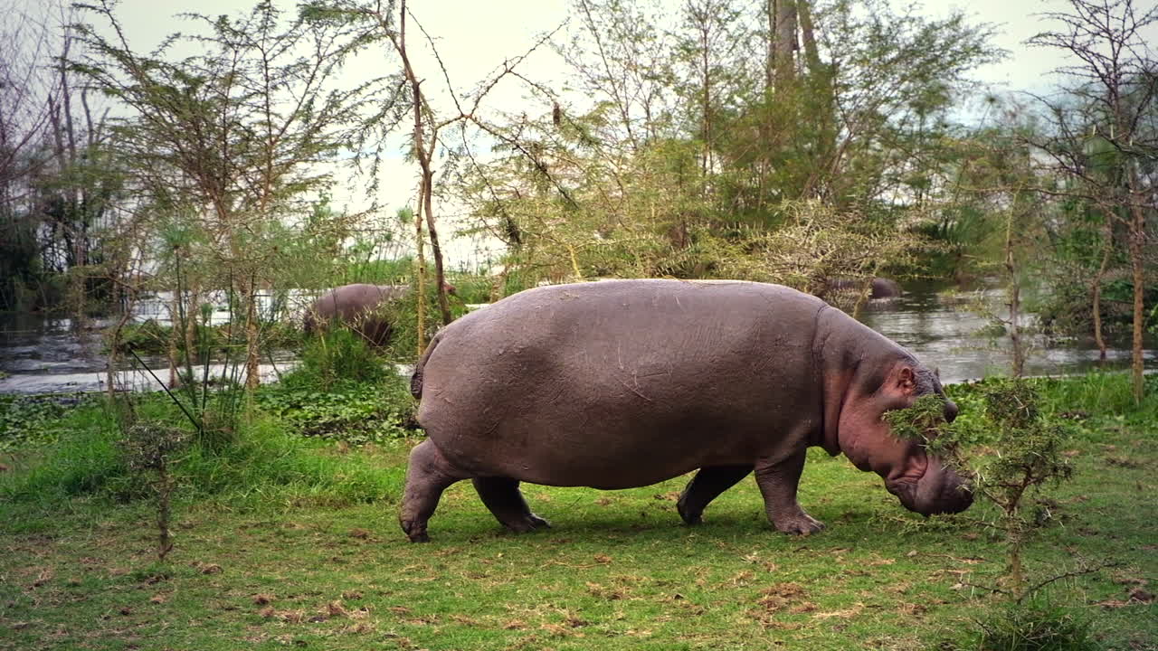 Hippopotamus grazing on grass near water in lush African wetland