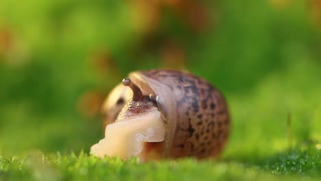 Close-up-of-a-snail-slowly-creeping-in-the-sunset-sunlight.