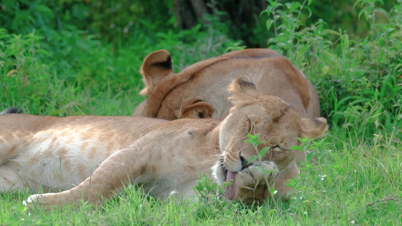 leeuwin die zich schoonmaakt terwijl ze op het gras ligt in maasai mara, kenia, afrika