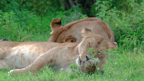 lioness grooming while lying down on the grass in maasai mara, kenya, africa