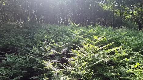 lush dense fern woodland with sun breaking through forest tree canopy wilderness