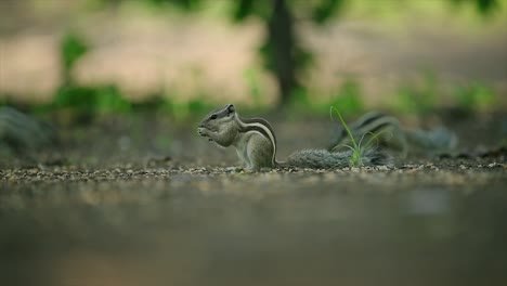 indian palm squirrel eating grass close up, 4k stock footage