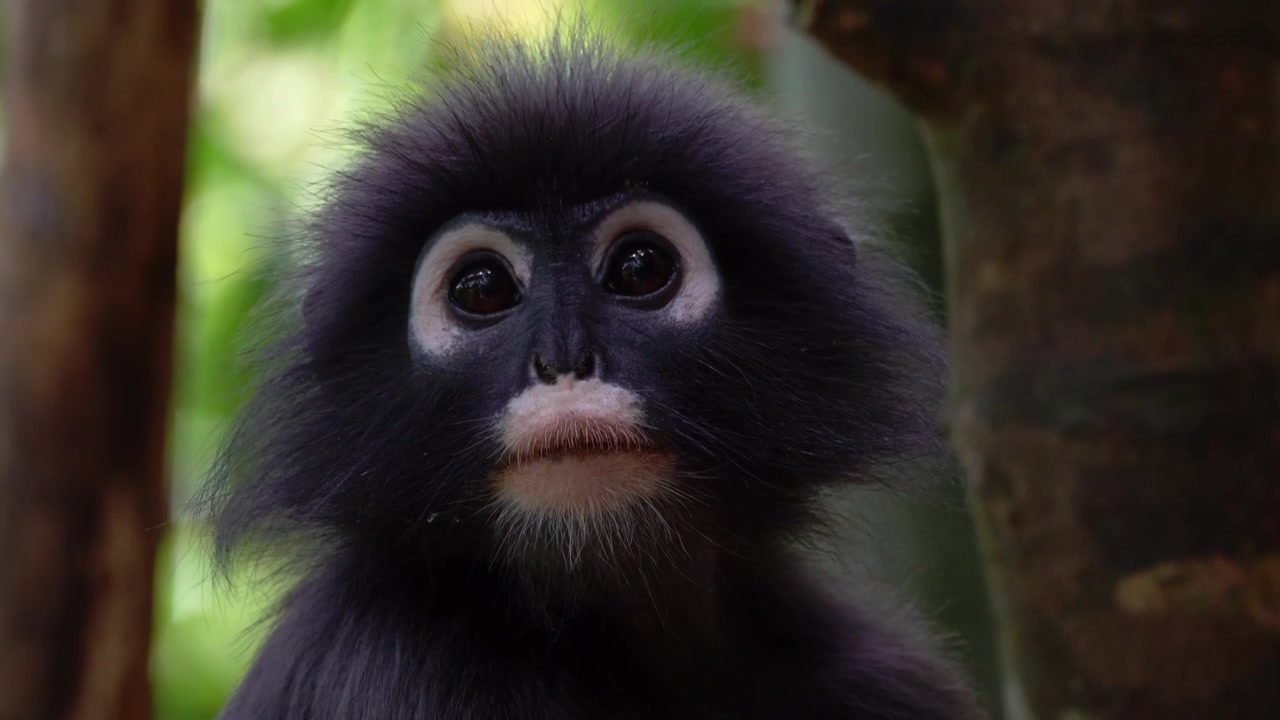 4K nærbillede håndholdt optagelse af en Dusky Langur-abe (Trachypithecus Obscurus) med udtryksfulde øjne, der hviler i den frodige jungle i Khao Sok Nationalpark, Thailand.