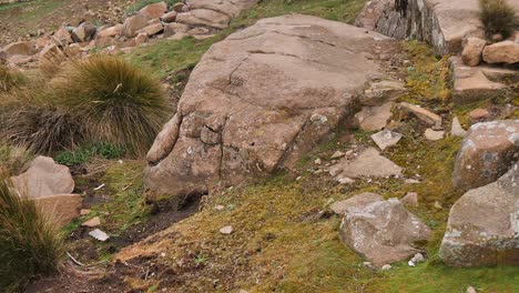 Cute-chubby-rodent-scampers-across-rough-rocky-meadow-grass