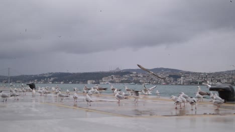 gaviotas en un muelle en estambul