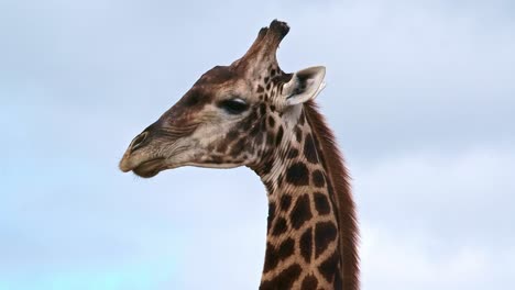 A-large-adult-southern-giraffe-chewing-with-distinctive-dark-markings