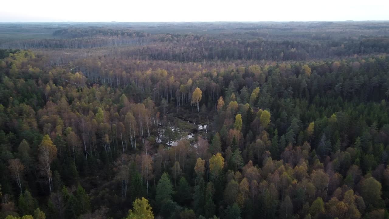 초가을 조감도의 계절 숲 색상