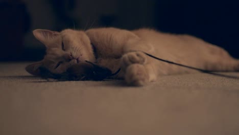 Lazy yellow cat lying on the floor and not willing to give up on his toy