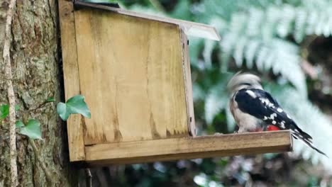 colorido joven gran pájaro carpintero manchado sentado en la caja de alimentación del bosque buscando semillas y nueces