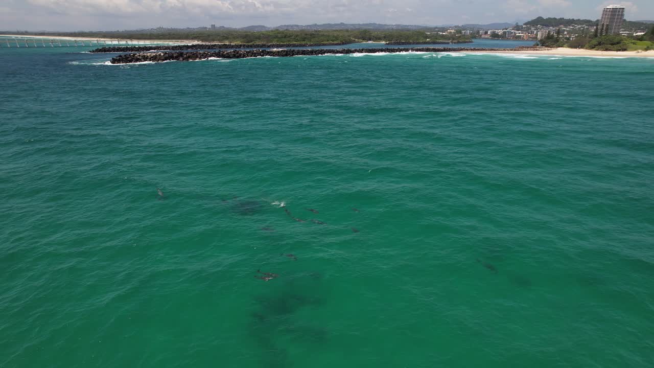 Bottlenose Dolphins Swimming Undersea, Duranbah Beach, Tweed Heads, NSW, Australia - Drone Shot