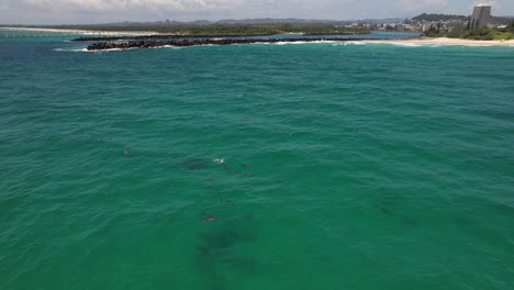 bottlenose dolphins swimming undersea, duranbah beach, tweed heads, nsw, australia - drone shot