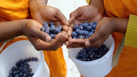 Workers-holding-blueberries-in-hand-4k