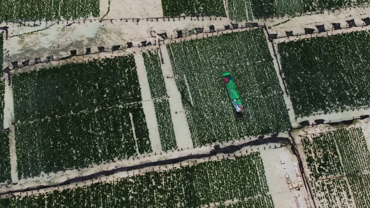 Aerial static overview of expansive seaweed farm grid in Nusa Lembongan, Bali with clear waters below as farmers load shallow boats