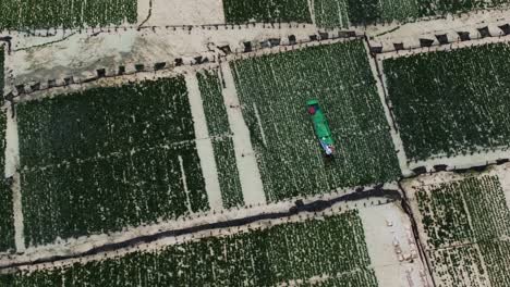 aerial static overview of expansive seaweed farm grid in nusa lembongan, bali with clear waters below as farmers load shallow boats