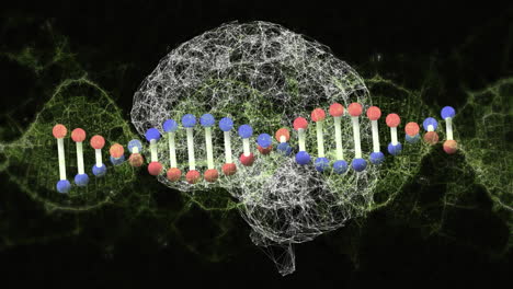estructura de adn girando contra el cerebro digital