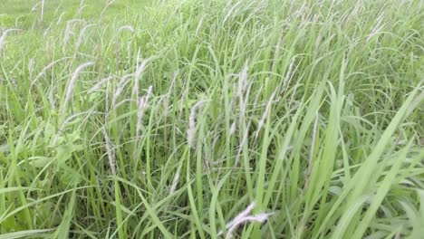 the point of view is walking on the grass in the wind