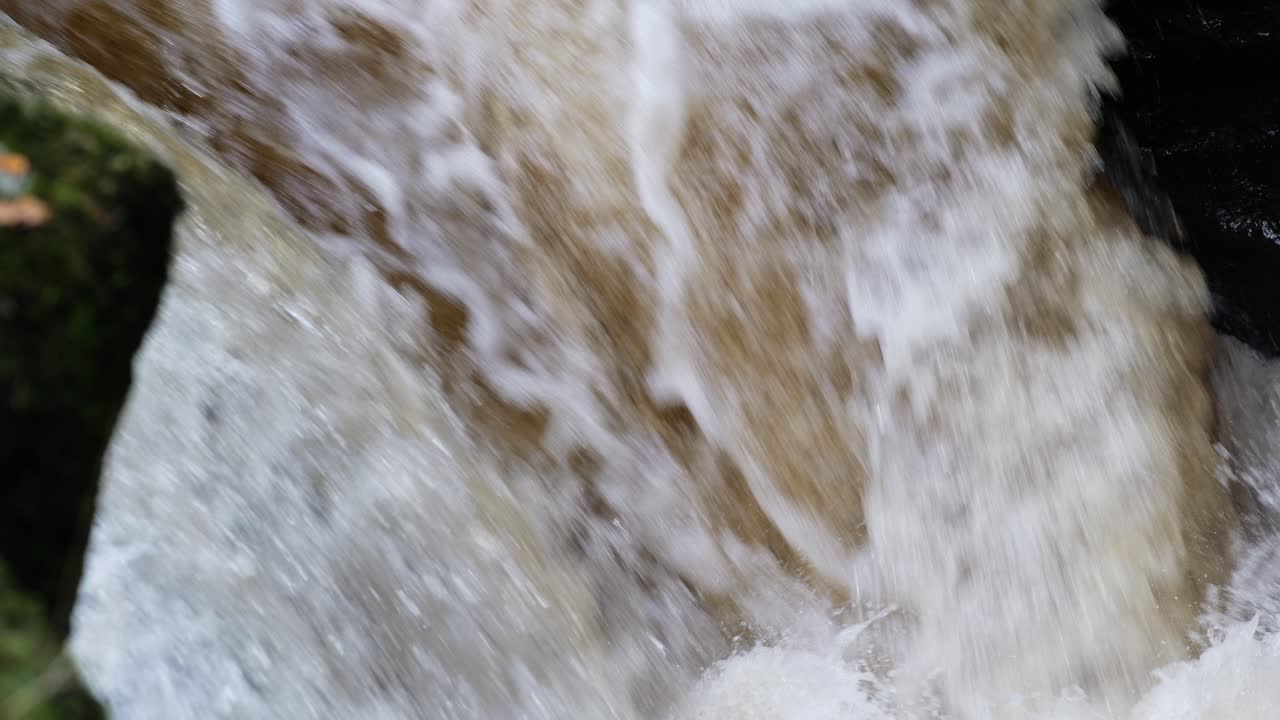 Close up of a wild atlantic salmon unsuccesfully jumping up a waterfall on their journey upstream. River Almond, Scotland. Slow motion
