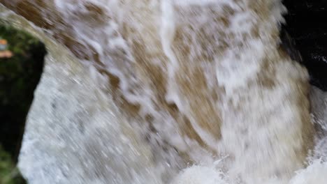 close up of a wild atlantic salmon unsuccesfully jumping up a waterfall on their journey upstream. river almond, scotland. slow motion
