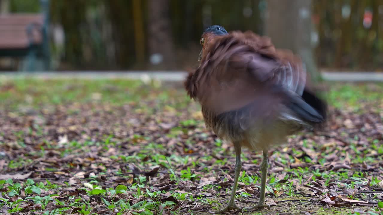 la garza malaya salvaje de la noche fue vista de pie en el suelo de un parque urbano, vagando por los alrededores, limpiando y arreglando sus plumas, abrigando las plumas para mantenerse caliente, toma de primer plano