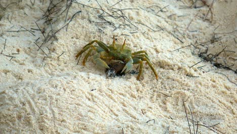 cangrejo fantasma huyendo con cría de tortuga atrapada