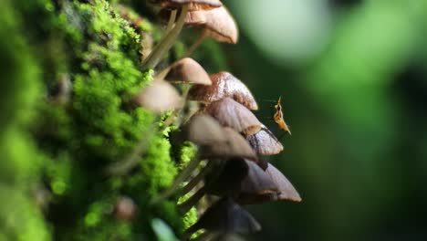 Leuchtend-Gelbes-Insekt-Auf-Dem-Pilz