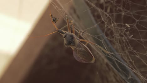 Australisches-Insekt---Gemeiner-Mörderkäfer-Auf-Einem-Spinnennetz,-Der-Einheimische-Australische-Stachellose-Biene-Frisst---Nahaufnahme